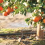 Installing water-saving irrigation systems is one way producers for Sunkist Growers Inc. practice sustainability to ensure that their farms are able to carry on for many more generations, says Christina Ward, director of global brand marketing.