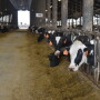 DT_Dairy_Feedline_Cows