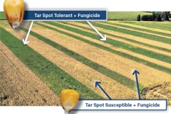 Tar Spot