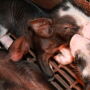 Piglets