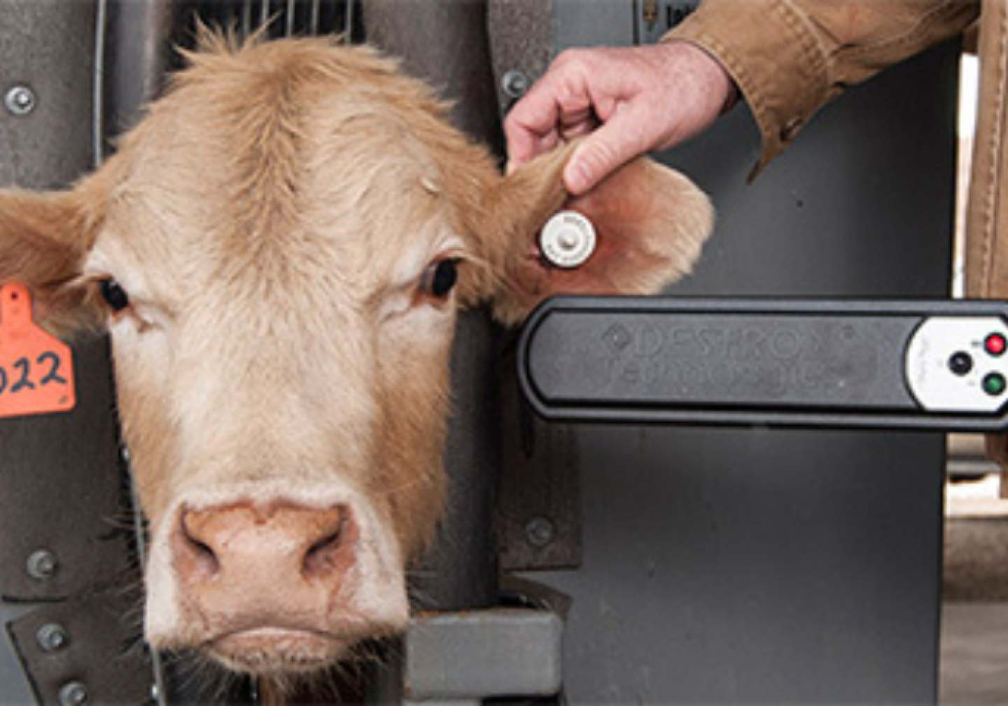 EID Tag with Cow