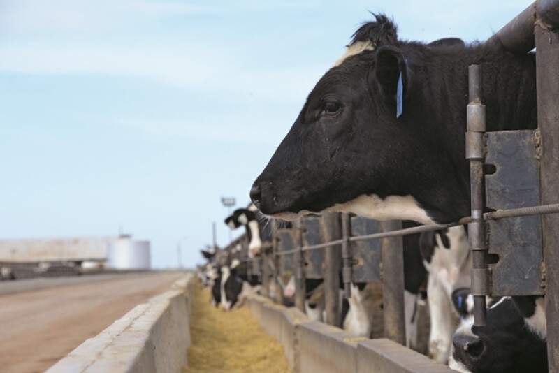 cattle_feedlot