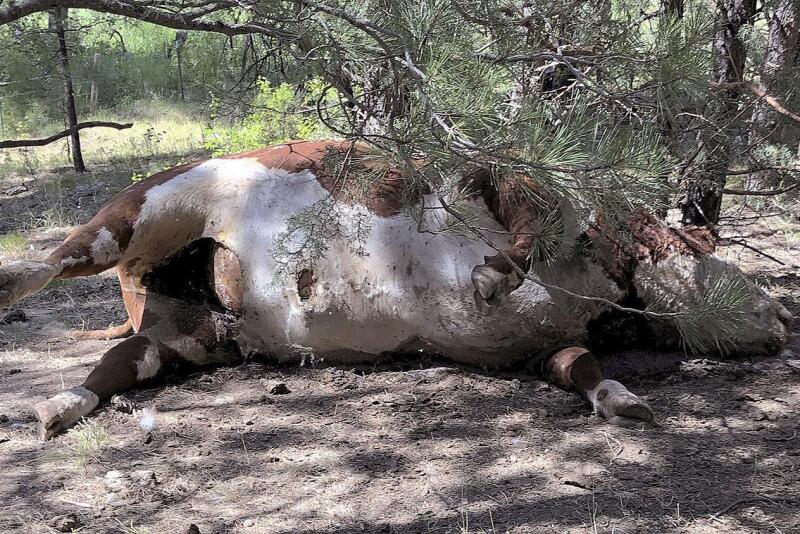 One of the five mutilated bulls discovered July 31 in Malheur National Forest about 20 miles north of Burns, Ore.