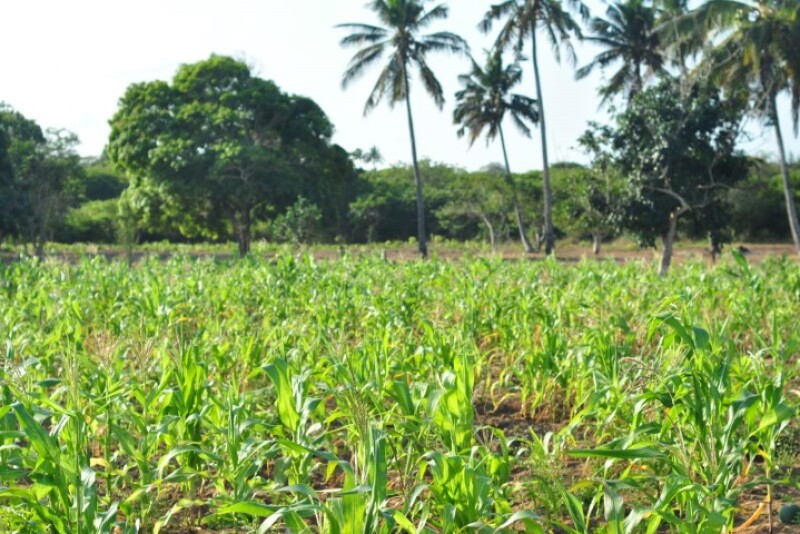 A hand-planted cornfield in Southern Mozambique.