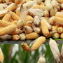 FILE PHOTO: A corn harvester and a farmer reap corn at a farm in Gaocheng, Hebei province, China, September 30, 2015. REUTERS/Kim Kyung-Hoon