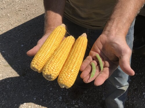 Corn and soybeans from the Farm Journal Midwest Crop Tour stop in Sac County, Iowa.
