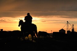 Feedyard at dawn