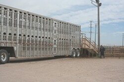 Maximum driving and on-duty limits of the Hours of Service rules as applied to livestock haulers’ operations may place the well-being of livestock at risk during transport and impose significant burdens on livestock haulers.