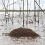 ANT-BALL