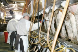 Dairy_Parlor_Employees