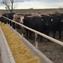 BT_Feedlot_Cattle_Bunk