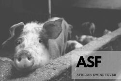 African Swine Fever Backyard