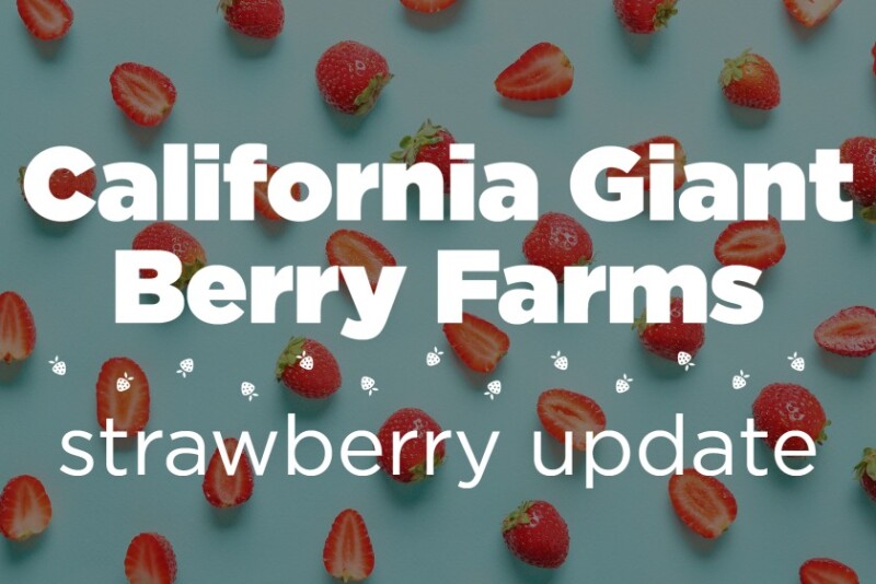 CA Giant strawberry update_0.jpg