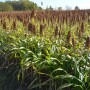 Sorghum field
