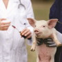 A recent 60 Minutes report took aim at antibiotic use in livestock and swipes at the pork industry. Here’s a compilation of resources to fight back.