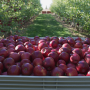 A container of loose, red Cosmic Crisp apples are in the foreground, with a row of trees of the left and right sides in the background.