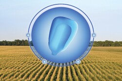 Seed
