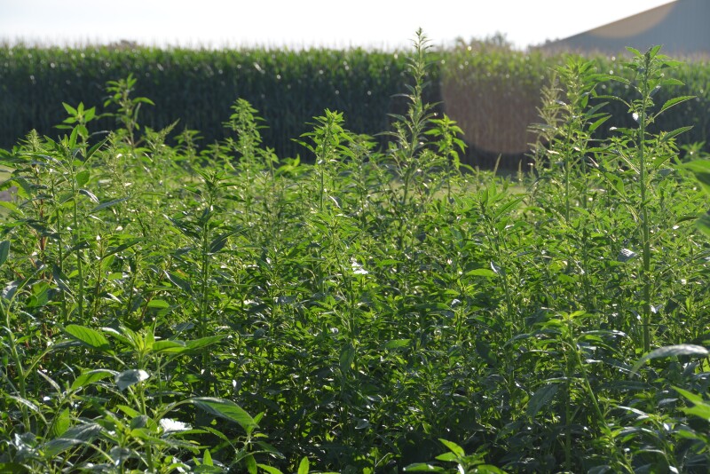Resistant or hard-to-control weeds in a neighbor's field don't have far to go before they're hurting your fields. 