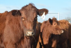 BT_Red_Angus_Heifers