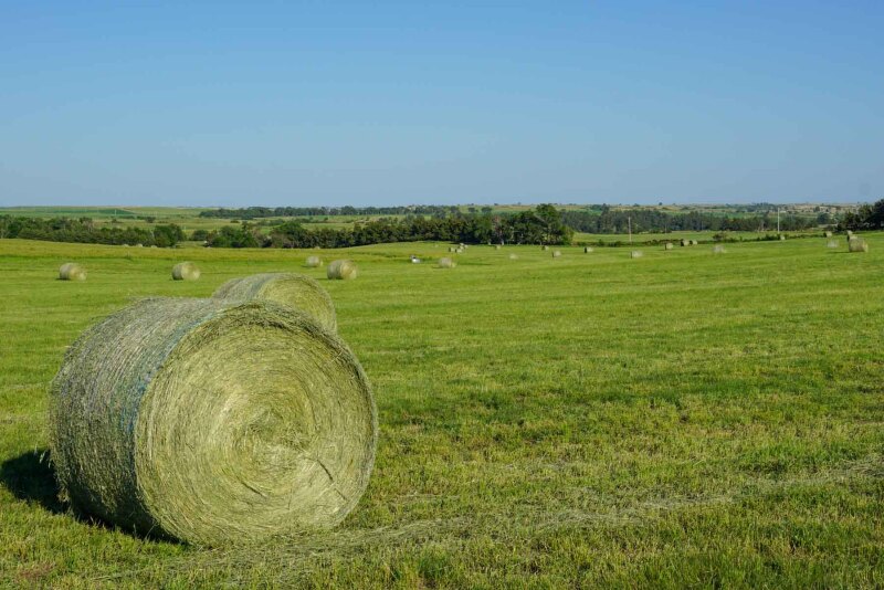 hay