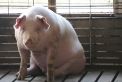 Big_Pig