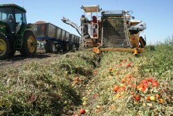 Buttonwillow-tomates-Tupman_7-09_024