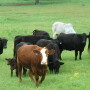 More data on crossbred commercial cattle reduces risk