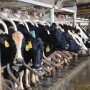 Even seasonal changes in day length can affect milk production, ranging from 5 lb/cow/day in the northern United States to 8 to 9 lb/day in the south.