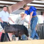 Madi Hardin Showing Berkshire
