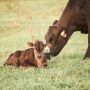 Wagyu Cow-Calf - P.C. Triangle B Ranch