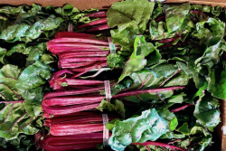 Just-packed Swiss chard at Flaim Farm in Vineland, N.J., is ready for shipping the day of harvest.