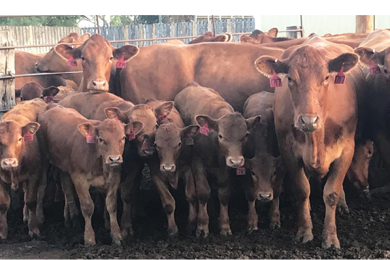 NDSU cows.png