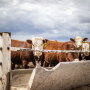 AHA feedlot