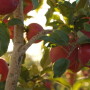 Autumn Glory apples on the tree