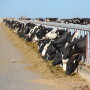 DT_Dairy_Cows_Arizona