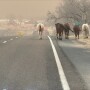 Horses wildfire.jpeg