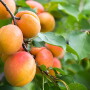 Apricots on a tree branch