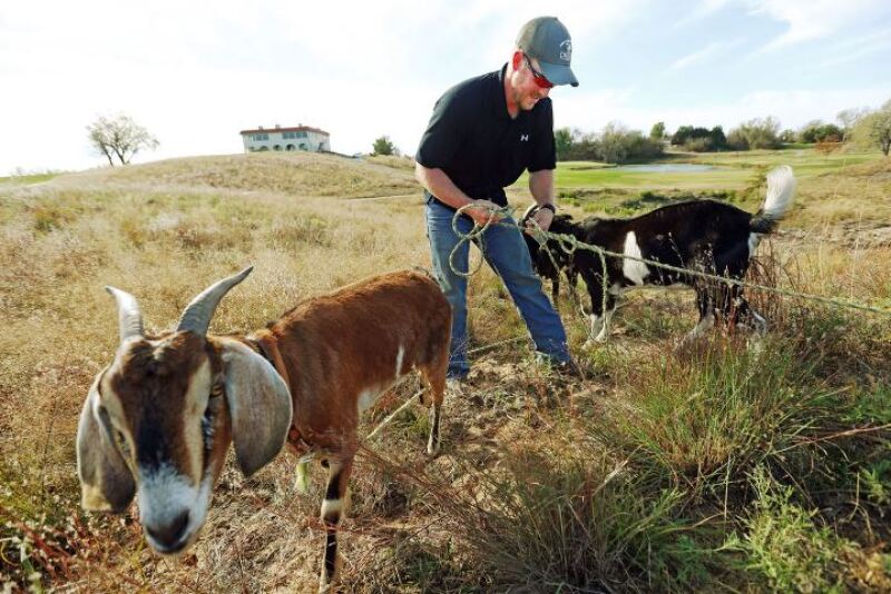 Crazy Horse golf course taking new approach to weed management with goats.