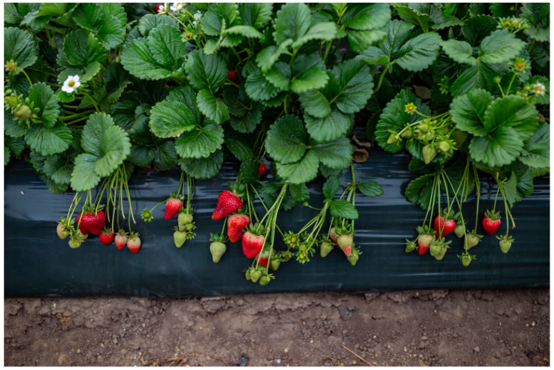 Cal-Giant-Strawberries.png