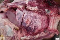This necropsy image shows a calf-fed heifer that had been on feed for 130 days, with no previous treatment history, when first treated for signs of respiratory distress on May 24. 