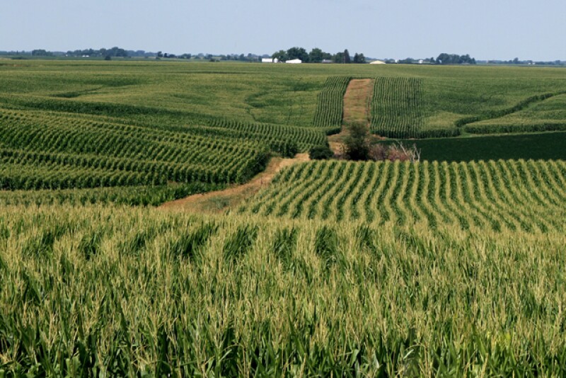 While milk futures rose, grain markets continued to slip. 