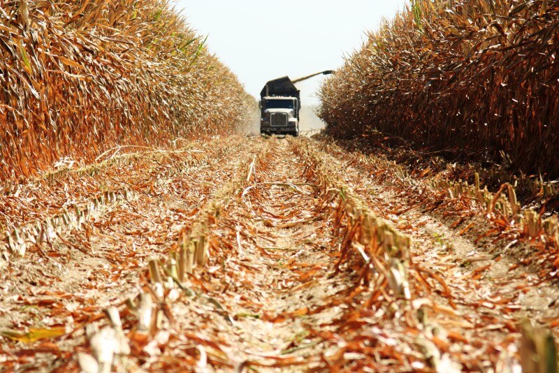  If you can’t get high yields, it may be cheaper to buy feed.