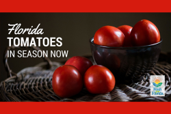 Florida Tomatoes