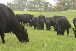 Grazing Cattle_Cover Crops