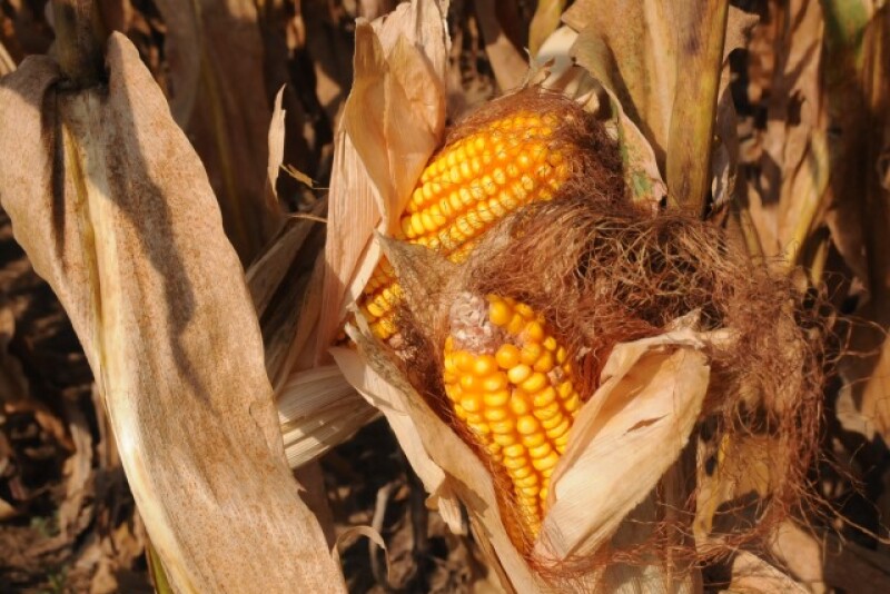 corn_fall_harvest_(2)
