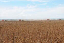 Brazil Soybean Harvest