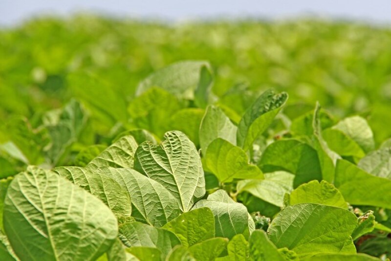 soy