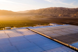 Mucci Farms greenhouse in Tehachapi, Calif.