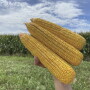 The 2020 Pro Farmer Crop Tour showed the potential of record crops