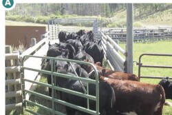 Figure A. By preforming a dry run across the open scale, the animals learn the route, that there is a way out, and nothing bad will happen to them. 